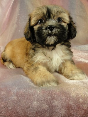 Female Lhasa Bichon (teddy bear) Puppy for sale 2012